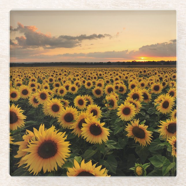 Flowers | Sunflower Field Glass Coaster (Front)