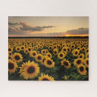 Flowers | Sunflower Field Jigsaw Puzzle
