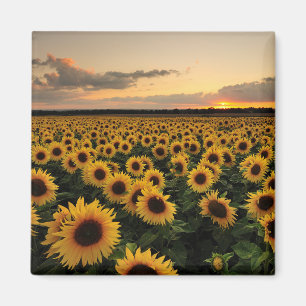 Flowers   Sunflower Field Magnet