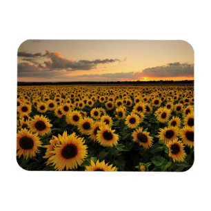Flowers   Sunflower Field Magnet