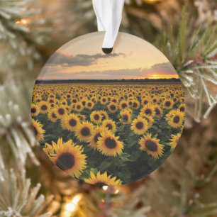 Flowers Sunflower Field Ornament