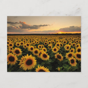 Flowers   Sunflower Field Postcard