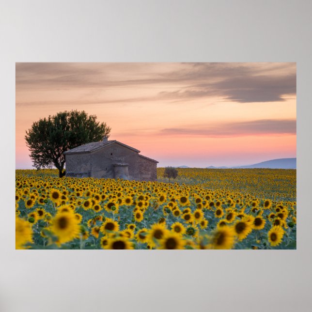 Flowers | Sunflower Field Provence, France Poster (Front)