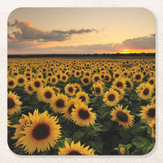 Flowers | Sunflower Field Square Paper Coaster