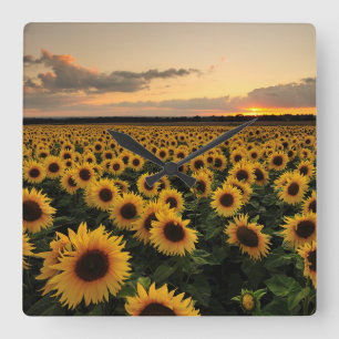 Flowers   Sunflower Field Square Wall Clock