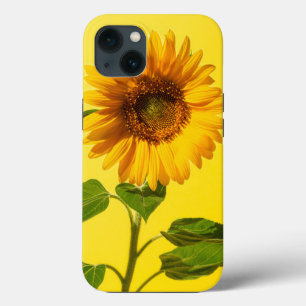 Flowers   Sunflower on Yellow iPhone 13 Case