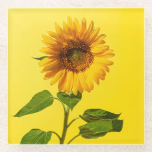 Flowers   Sunflower on Yellow Glass Coaster