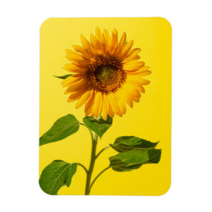 Flowers Sunflower on Yellow Magnet