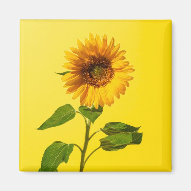 Flowers | Sunflower on Yellow Magnet (Front)