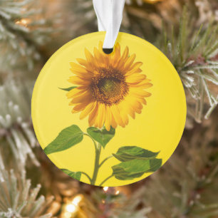 Flowers   Sunflower on Yellow Ornament