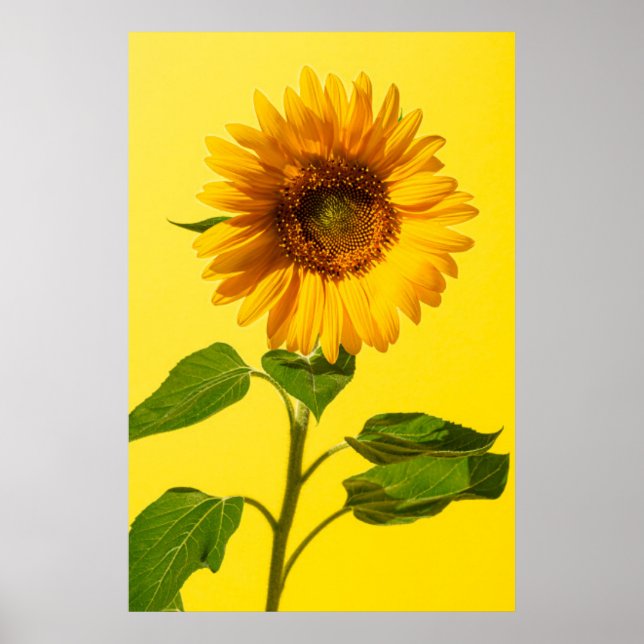 Flowers | Sunflower on Yellow Poster (Front)