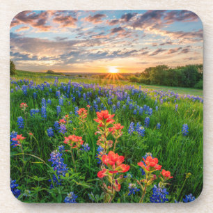 Flowers Texas Bluebonnets & Indian Paintbrush Coaster