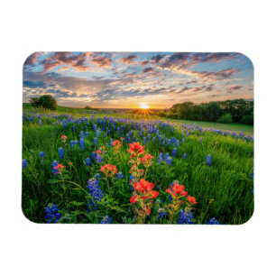 Flowers   Texas Bluebonnets & Indian Paintbrush Magnet