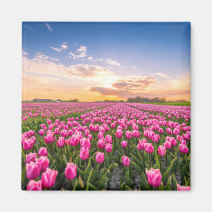 Flowers Tulips South Holland, Netherlands Magnet