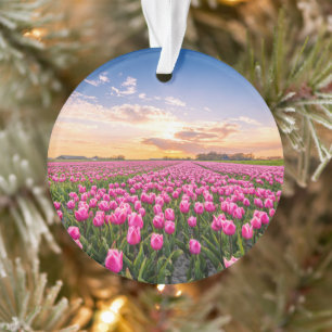 Flowers   Tulips South Holland, Netherlands Ornament