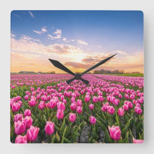Flowers Tulips South Holland, Netherlands Square Wall Clock