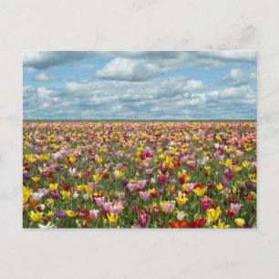 Flowers Tulips Willamette Valley Oregon Postcard