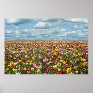 Flowers   Tulips Willamette Valley Oregon Poster