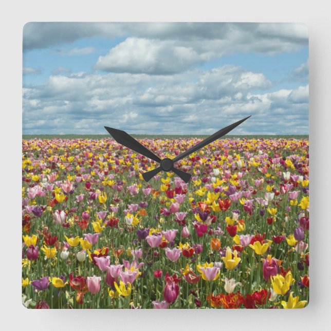 Flowers | Tulips Willamette Valley Oregon Square Wall Clock (Front)