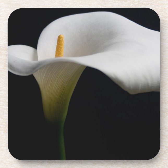 Flowers | White Calla Lily Coaster (Front)