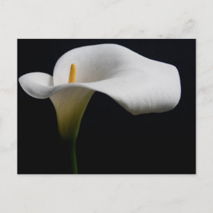 Flowers White Calla Lily Postcard