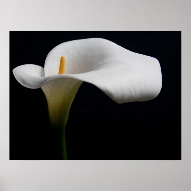 Flowers | White Calla Lily Poster (Front)