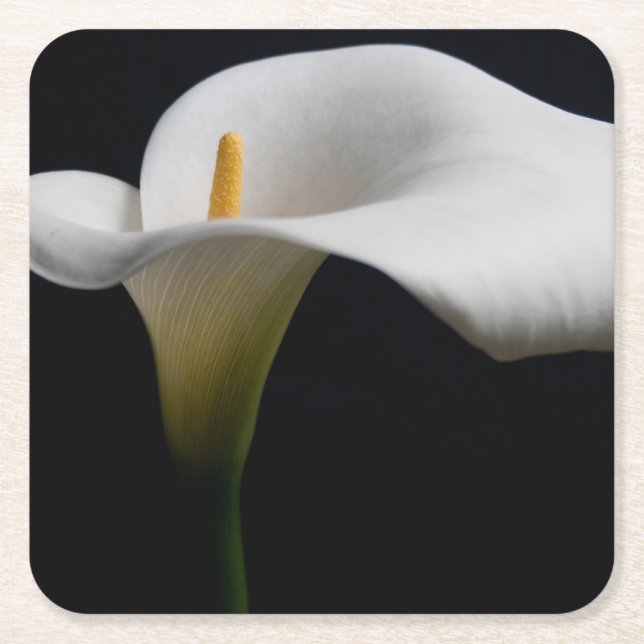 Flowers | White Calla Lily Square Paper Coaster (Front)