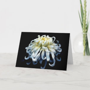 Flowers White Chrysanthemum Card