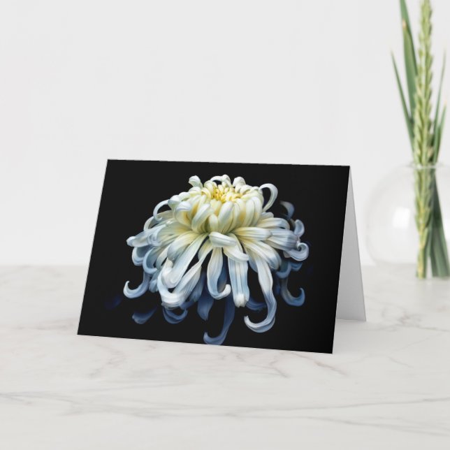 Flowers | White Chrysanthemum Card (Front)