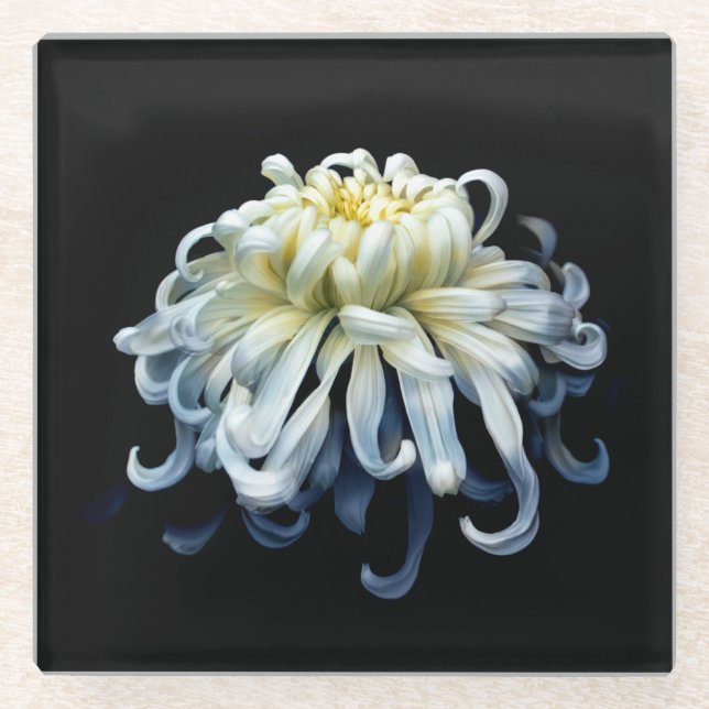 Flowers | White Chrysanthemum Glass Coaster (Front)