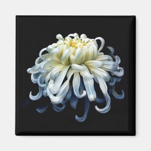 Flowers   White Chrysanthemum Magnet