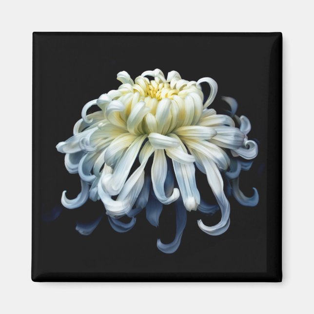 Flowers | White Chrysanthemum Magnet (Front)