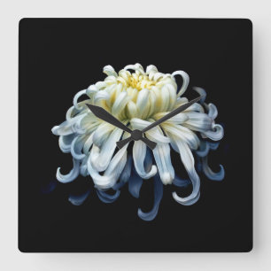 Flowers   White Chrysanthemum Square Wall Clock