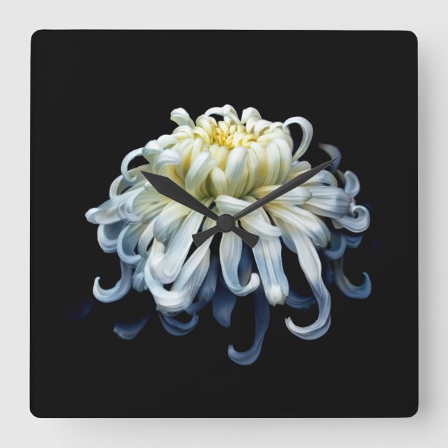 Flowers | White Chrysanthemum Square Wall Clock (Front)