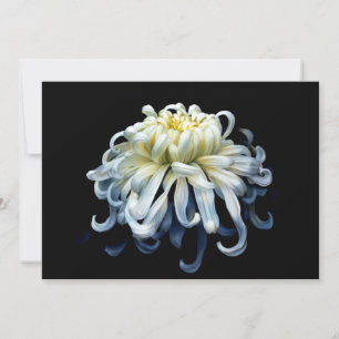 Flowers White Chrysanthemum Thank You Card