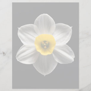 Flowers   White Daffodil Flower