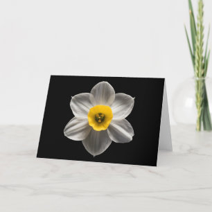 Flowers White Daffodil Flower Card