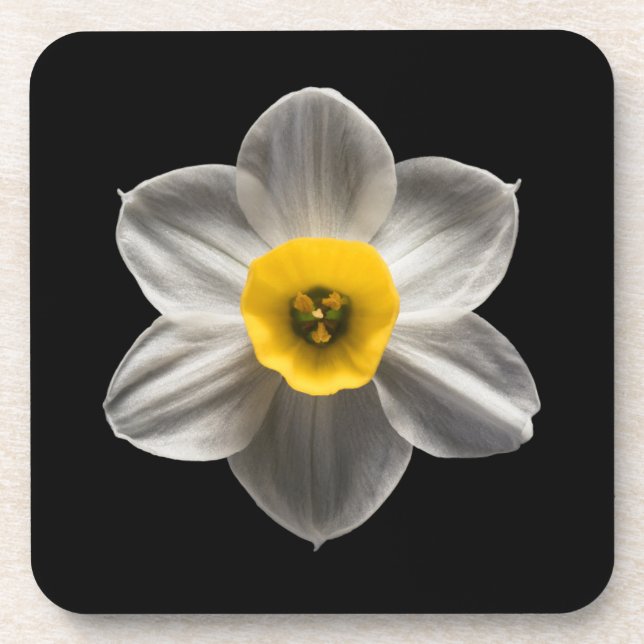 Flowers | White Daffodil Flower Coaster (Front)