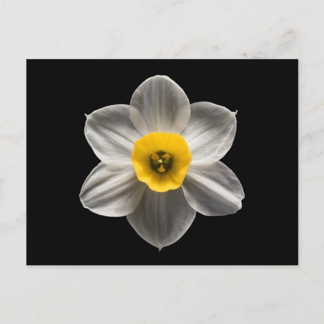 Flowers | White Daffodil Flower Postcard (Front)