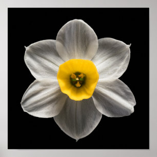 Flowers White Daffodil Flower Poster