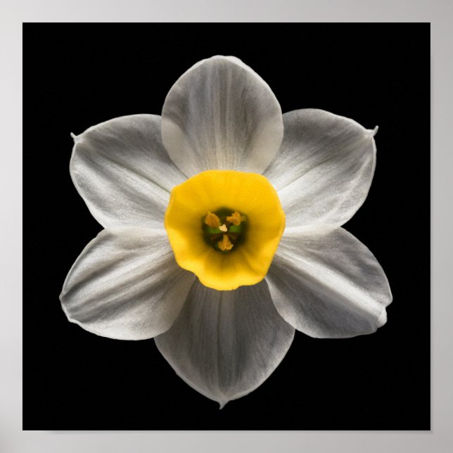 Flowers | White Daffodil Flower Poster (Front)