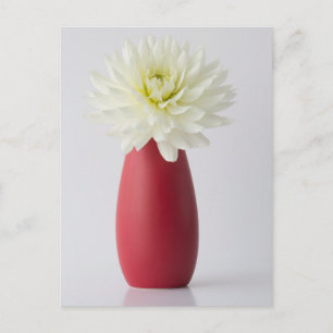 Flowers   White Dahlia in Red Vase Postcard