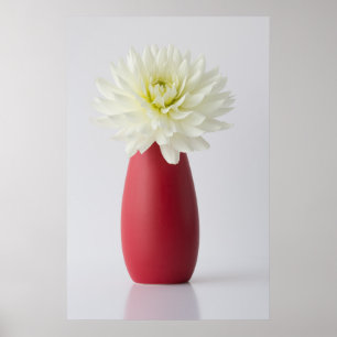 Flowers White Dahlia in Red Vase Poster