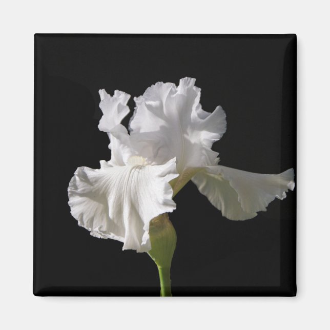 Flowers | White Iris Magnet (Front)