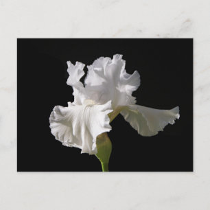 Flowers White Iris Postcard