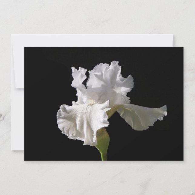 Flowers | White Iris Thank You Card (Front)