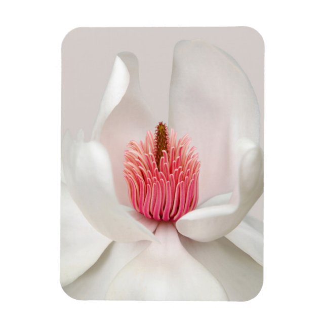Flowers | White Magnolia Magnet (Vertical)