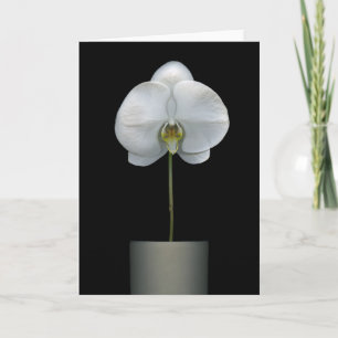 Flowers   White Orchid Flower Card