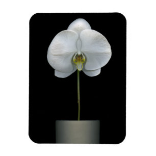 Flowers   White Orchid Flower Magnet