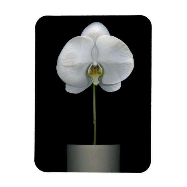 Flowers | White Orchid Flower Magnet (Vertical)
